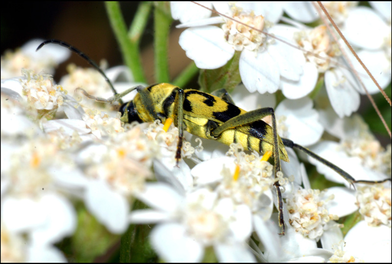 chlorophorus varius